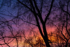 Color full sky, ranging from dark purple through pink to orange, with silhouetted trees in the foreground