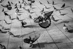 A flock of pigeons are taking off