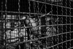 Gray parrot behind bars, with the sun illuminating one eye