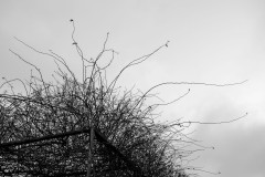 Monochrome image of a tangled network of bare tree branches against a gray sky