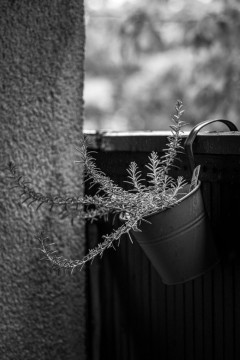 Black and white photograph shows a weathered metal bucket hanging from a balcony railing, used as a planter for Rosemary. The container is suspended by its handle, with a blurred tree and urban background visible beyond the railing.