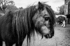 Black and white photo of a shaggy pony with long mane looking at camera