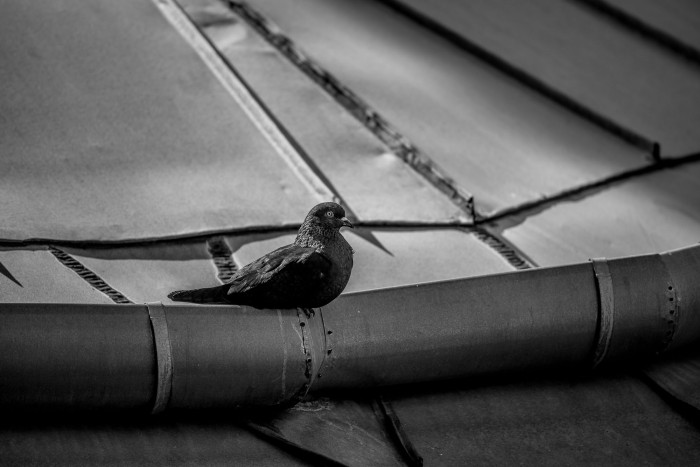 Pigeon